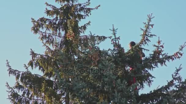 Mannen sågning en Fir Tree med motorsåg — Stockvideo