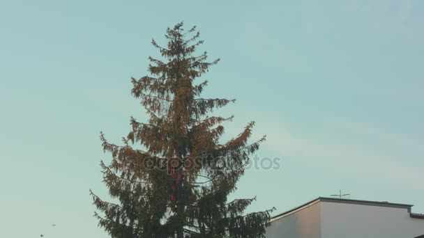 Mannen sågning en Fir Tree med motorsåg — Stockvideo