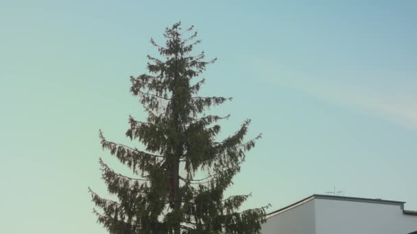 Man is het zagen van een Fir boom met een kettingzaag — Stockvideo