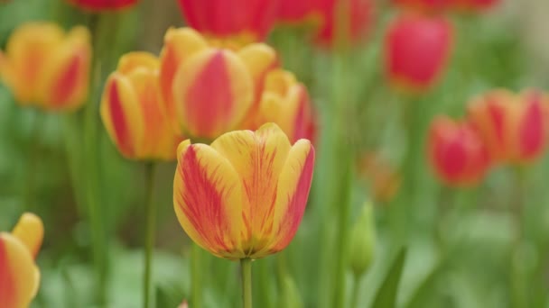 Красочные тюльпаны крупным планом — стоковое видео