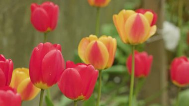 Renkli Lale yakın çekim