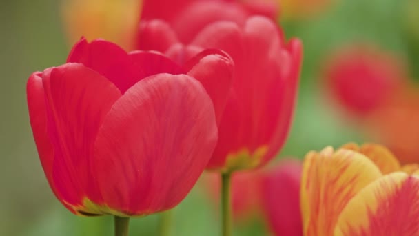 Pestrobarevné tulipány makro detail — Stock video