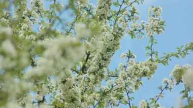 Ağaç dallarında çiçeği