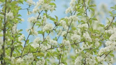 Ağaç dallarında çiçeği