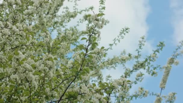 Tree Branches in Blossom — Stock Video