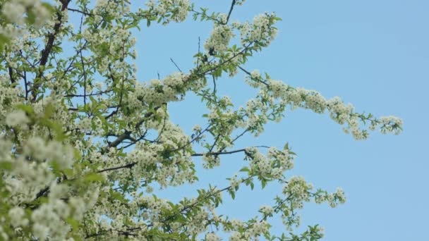 Filiais de árvores em Blossom — Vídeo de Stock