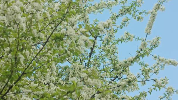 Branches d'arbres en fleurs — Video