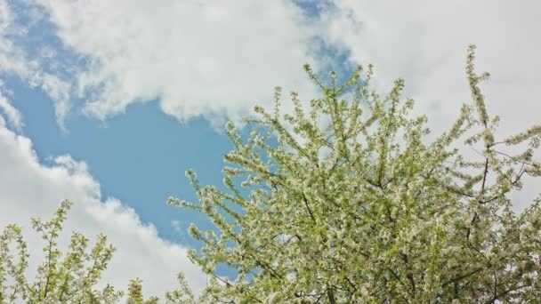 Ramas de árboles en flor — Vídeos de Stock