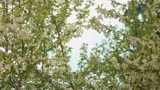 Äste in voller Blüte — Stockvideo