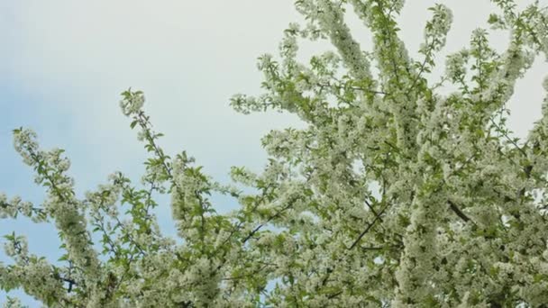 Κλαδιά δέντρων στο άνθος — Αρχείο Βίντεο