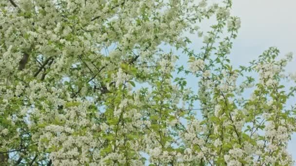 Branches d'arbres en fleurs — Video