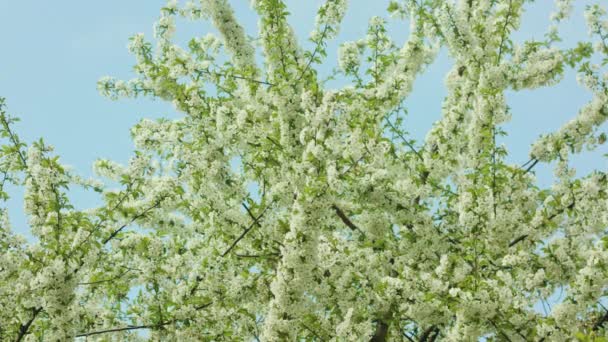 Branches d'arbres en fleurs — Video