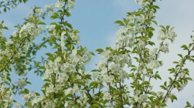 Ağaç dallarında çiçeği