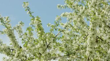 Ağaç dallarında çiçeği