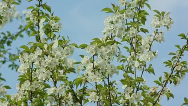 Ramas de árboles en flor — Vídeo de stock