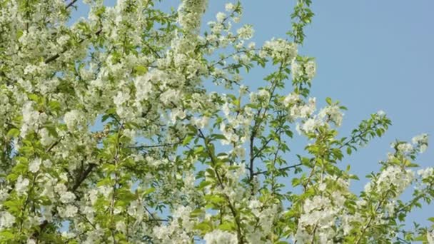 Branches d'arbres en fleurs — Video