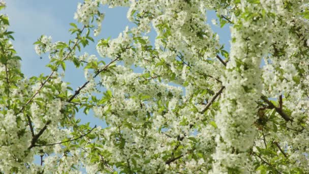 Branches d'arbres en fleurs — Video