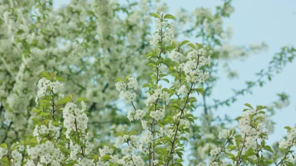 Ramas de árboles en flor — Vídeo de stock