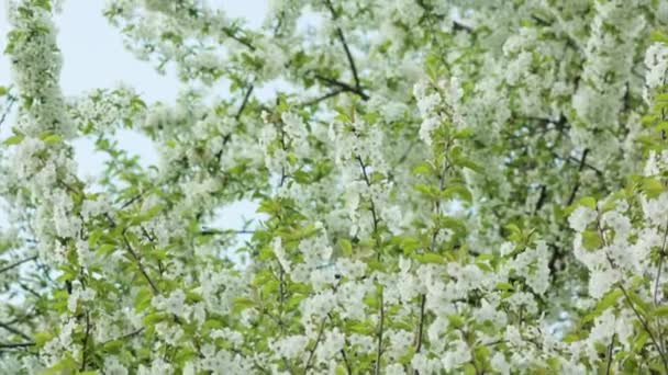 Ramas de árboles en flor — Vídeos de Stock