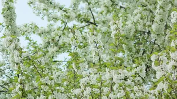 Branches d'arbres en fleurs — Video