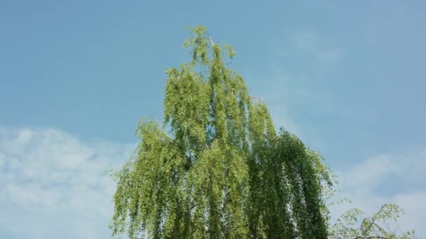 Mavi gökyüzü karşı Birtch ağaç — Stok video