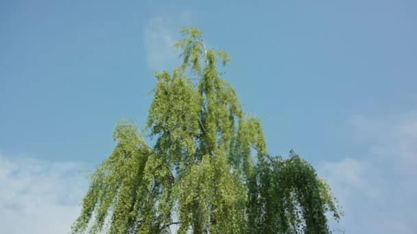 Birtch träd mot en blå himmel — Stockvideo