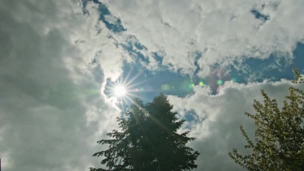 Boomtoppen tegen een blauwe hemel en witte wolken — Stockvideo