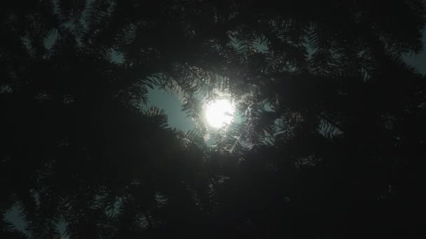 Солнце светит сквозь деревья. — стоковое видео