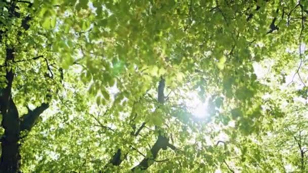 Le soleil brille à travers les arbres. — Video