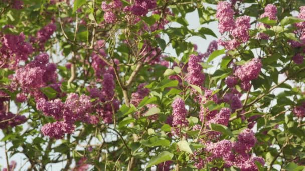 Lilas pourpre — Video