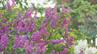 Mor ve beyaz leylak ağaçları