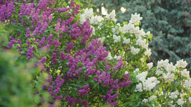 紫色和白色的丁香树 — 图库视频影像