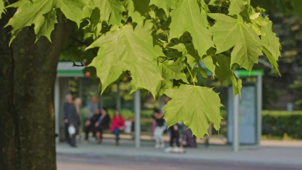 Un árbol de arce en la ciudad — Vídeo de stock