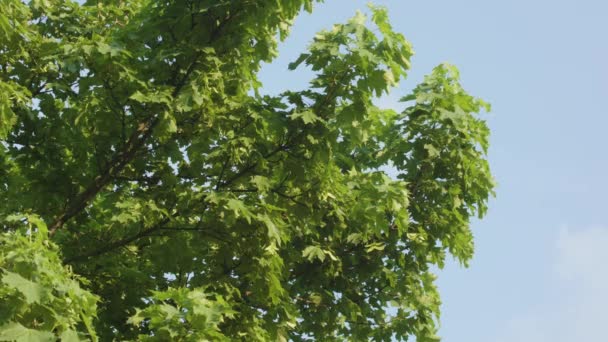 Un árbol de arce — Vídeos de Stock