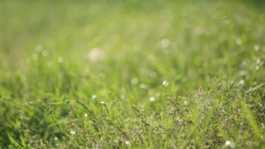 Yeşil Çimen Arkaplanı