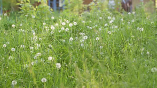 白いタンポポで緑の草 — ストック動画