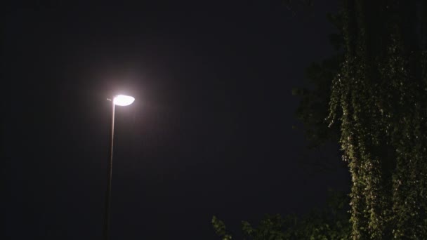 雨の夜。孤独な街灯とウェットの木 — ストック動画
