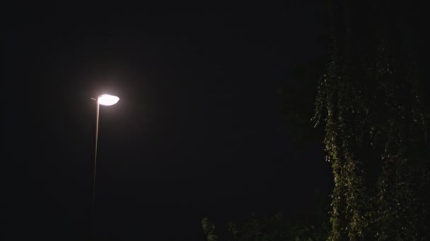 Дождливая ночь. Огненная лампа и мокрое дерево — стоковое видео