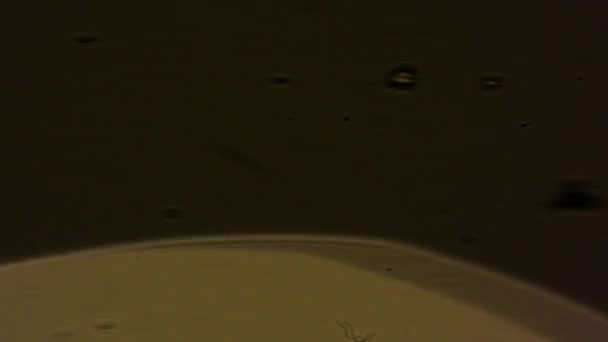 A Spotlight in Defocus. Un lampadaire solitaire la nuit 