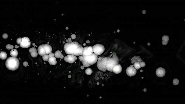 Witte inkt Drops Over natte zwart schermachtergrond — Stockvideo