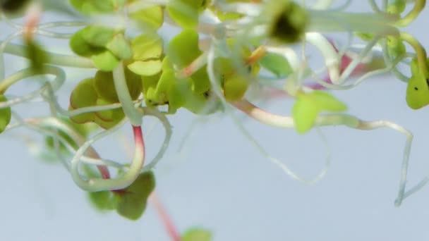 Radish Sprouts in Water — Stock Video