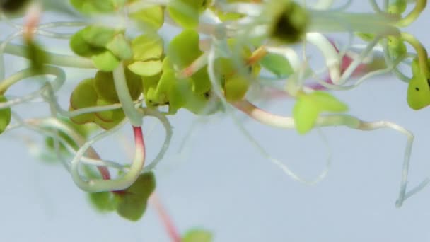 Brotes de rábano en agua — Vídeos de Stock