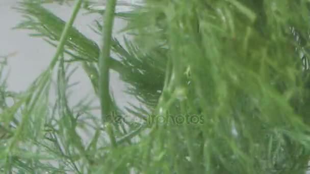 Dill im Wasser — Stockvideo