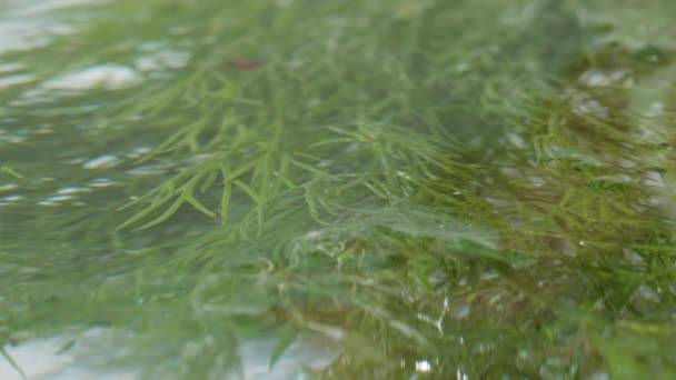 Dill im Wasser — Stockvideo