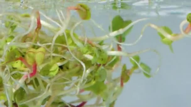 Pousses de radis dans l'eau — Video