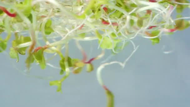 Pousses de radis dans l'eau — Video