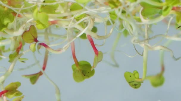 Radish Sprouts in Water — Stock Video