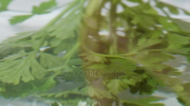 Parsley in Water — Stock Video