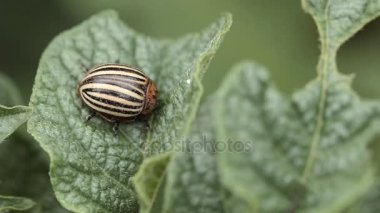 Colorado patates böceği patates yaprağı yer.