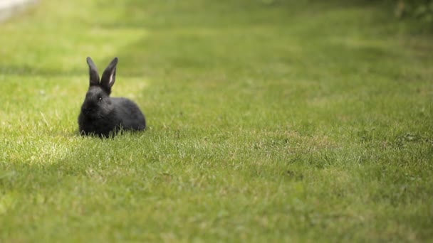 Černý králík na zelené trávě — Stock video